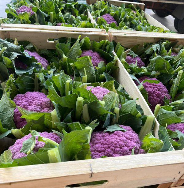 Cavoli viola - Italia - 2 euro al chilogrammo